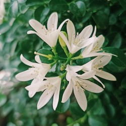 Jasmīns, aromātiskā eļļa