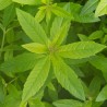Citronverbēna, aromātiskā eļļa