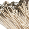 Dakts vaskota ar metāla pamatni, Stabilo