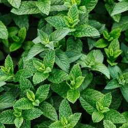 Piparmētra, aromātiskā eļļa