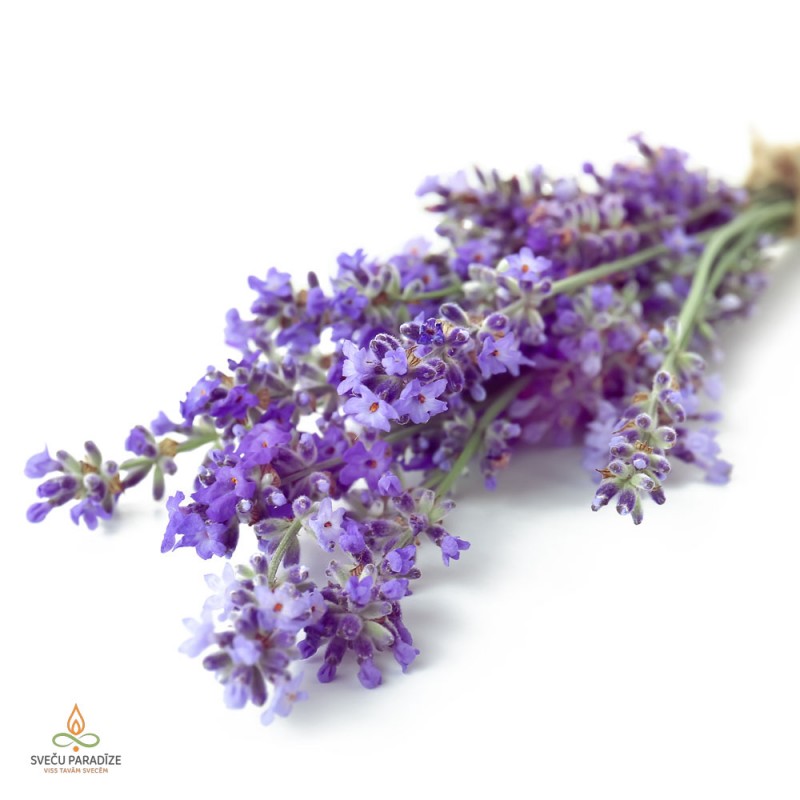 Lavanda, Latvija, aromātiskā eļļa