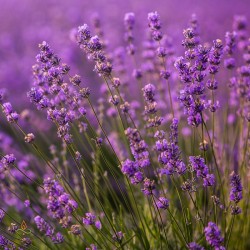 Lavanda, Francija,...