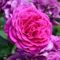 Bulgārijas roze, aromātiskā...