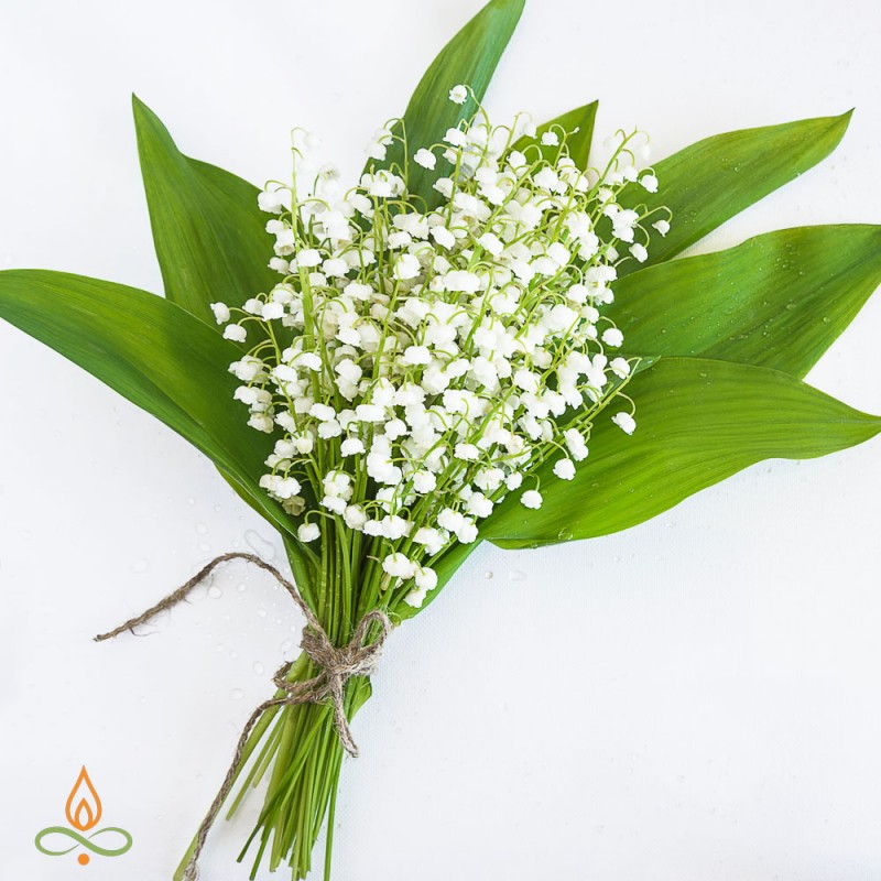 Maijpuķītes, aromātiskā eļļa
