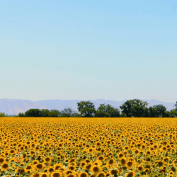 Saulespuķu vasks konteinersvecēm, Keragreen Sunflower Container