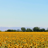 Saulespuķu vasks konteinersvecēm, Keragreen Sunflower Container